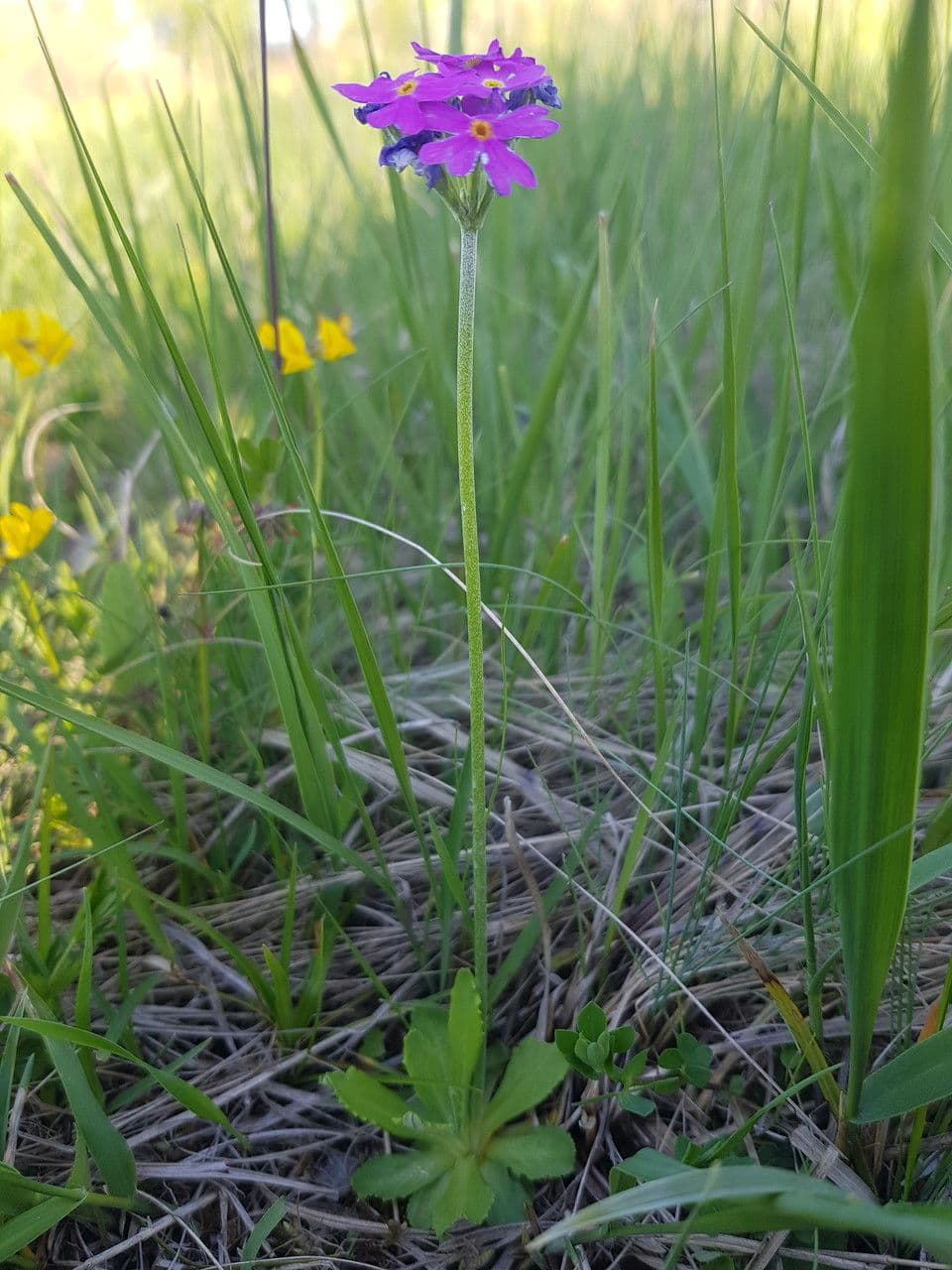 Primula farinosa 9