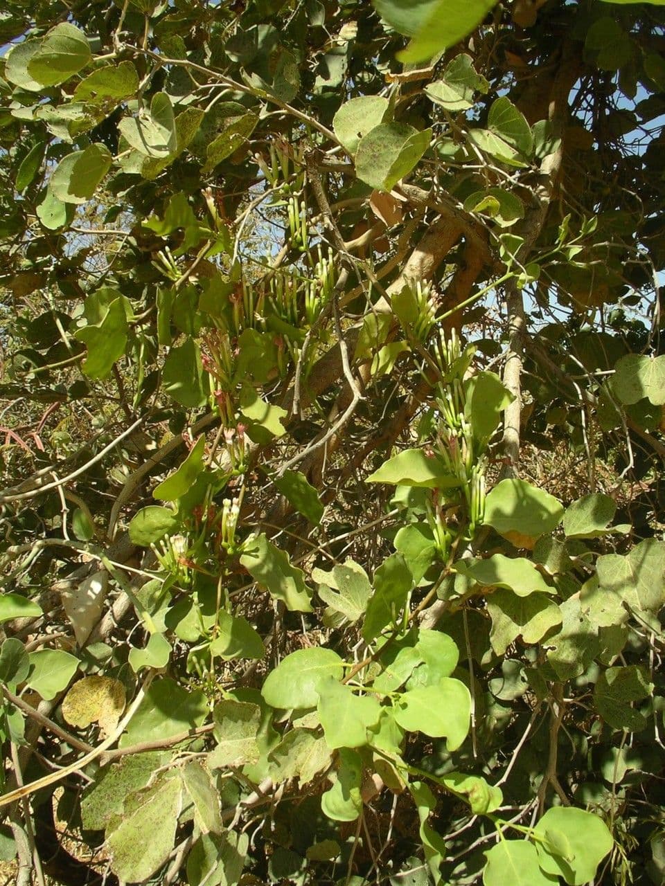 Tapinanthus 6
