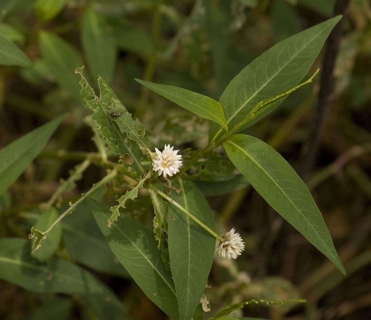 Erba alligatore 8