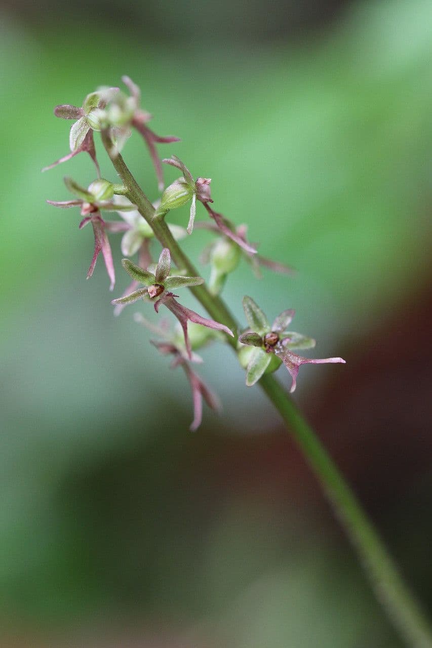 Lesser twayblade 7