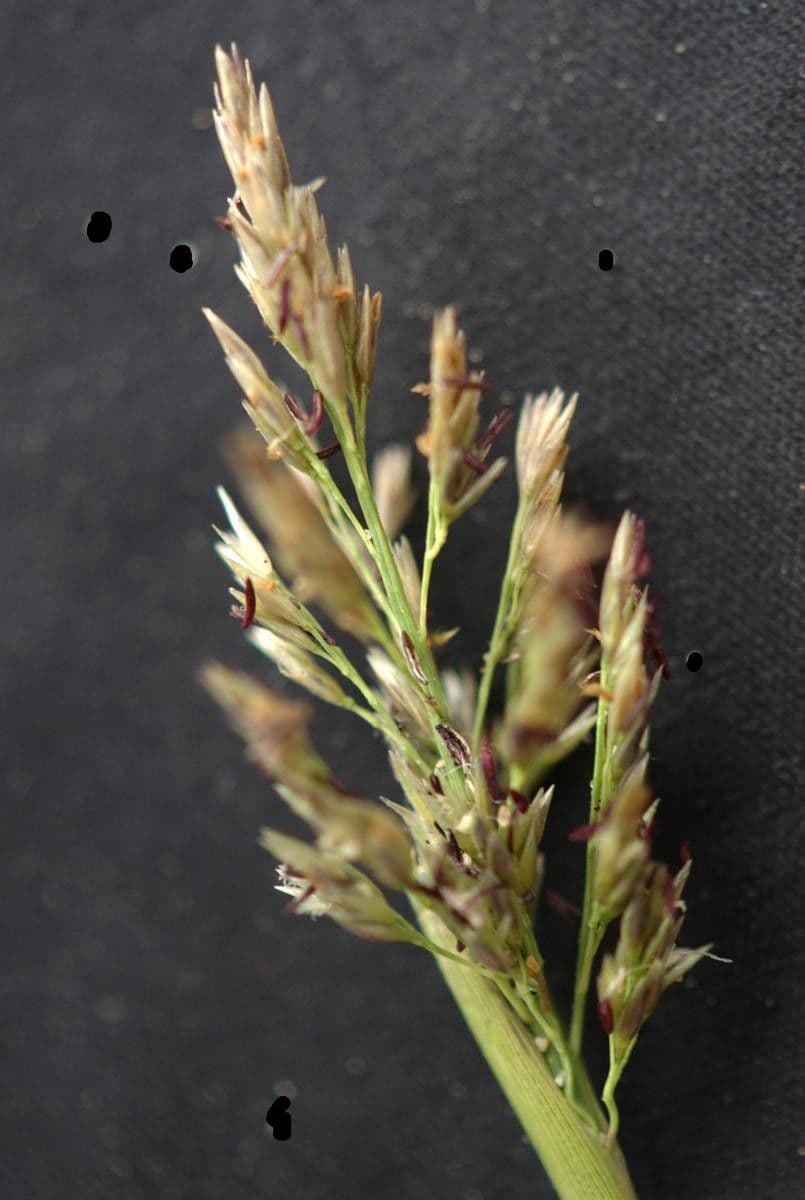 Aeluropus
