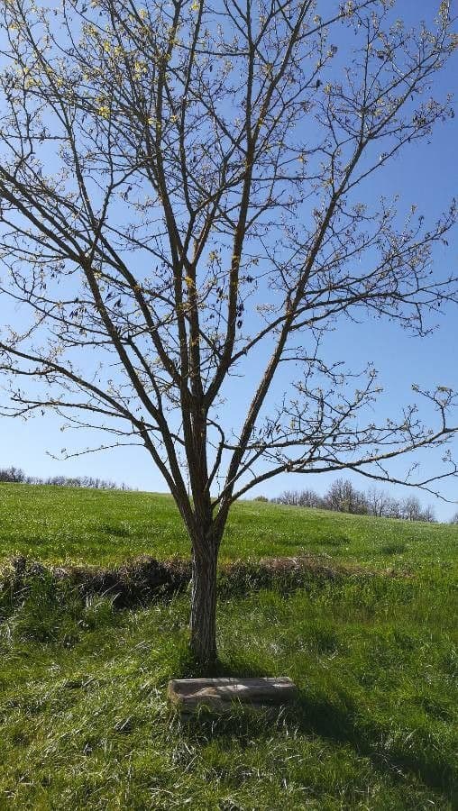 Acacia 5