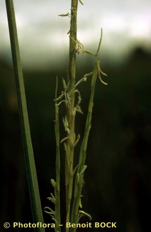 Smooth cordgrass 21