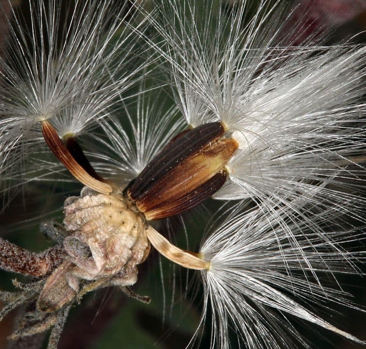 Yerja occidental