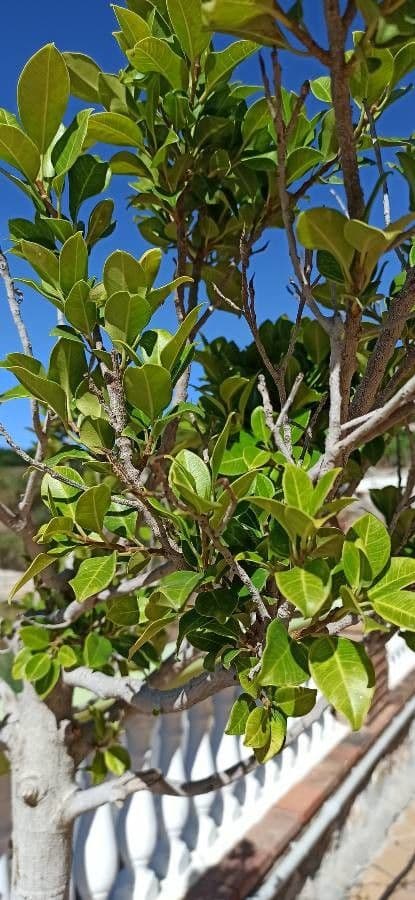 Gardenia 18