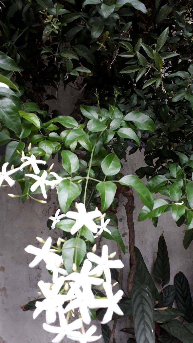 Jasmin 6