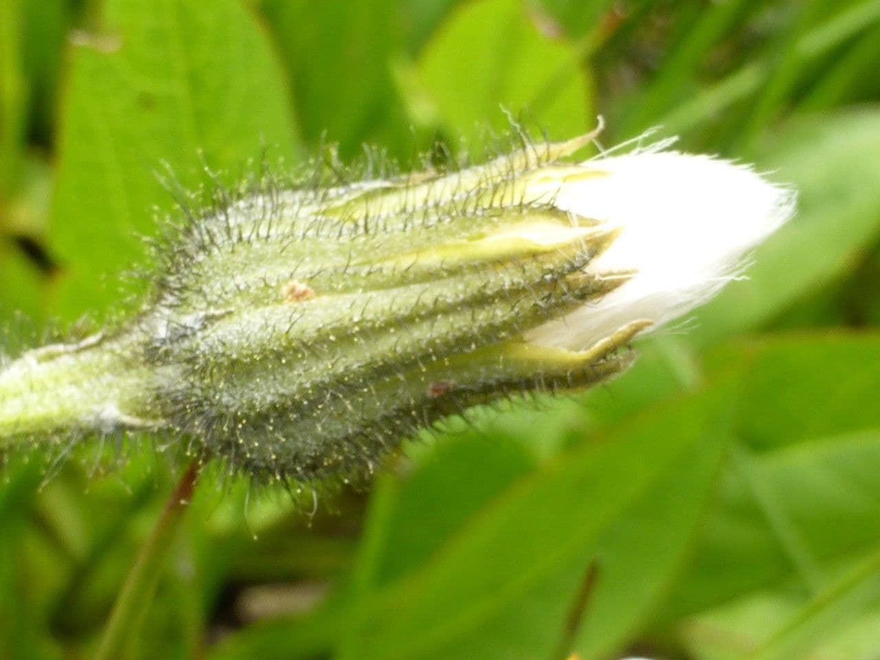 Willemetia stipitata 4