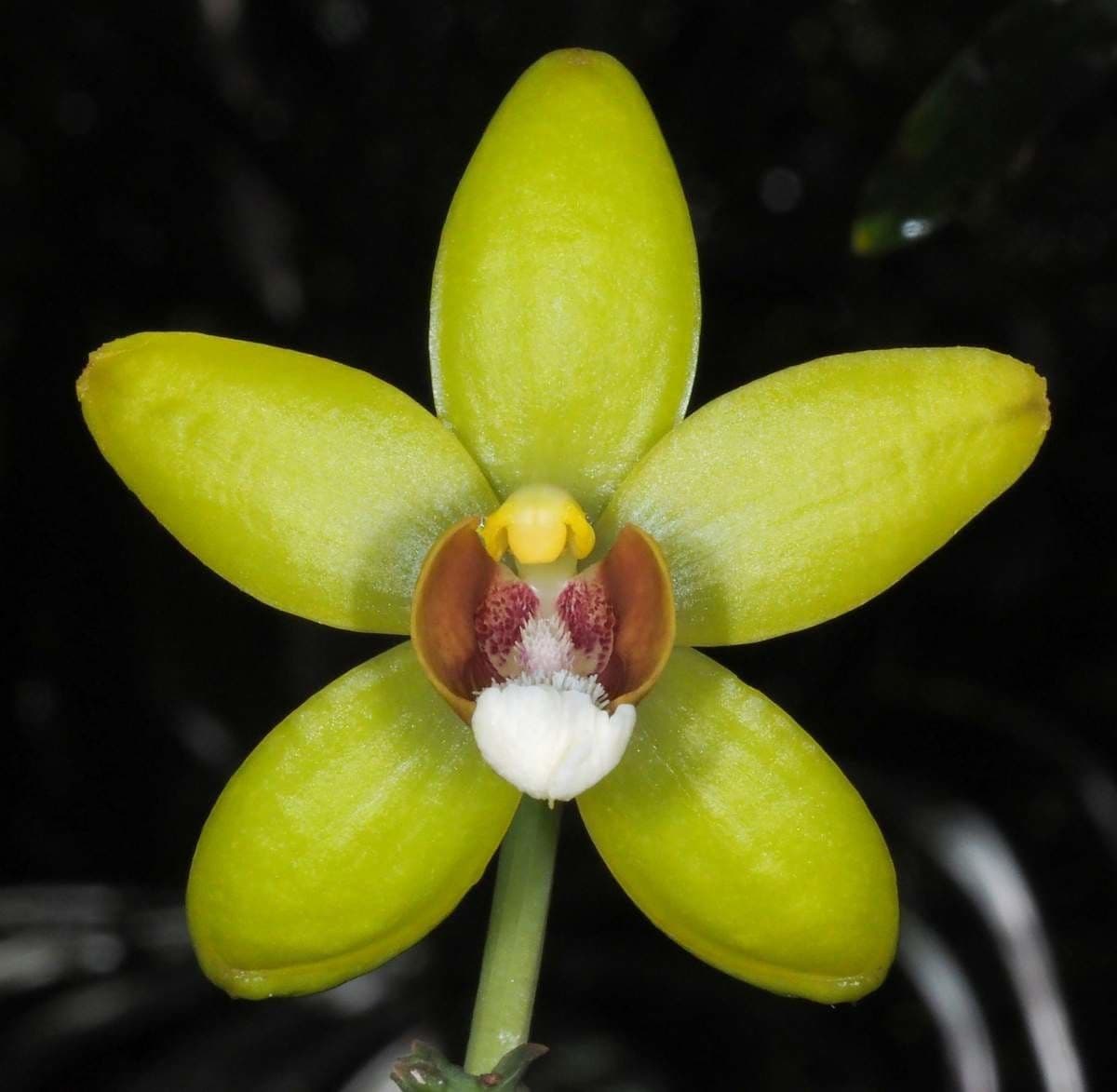 Clematepistephium 4