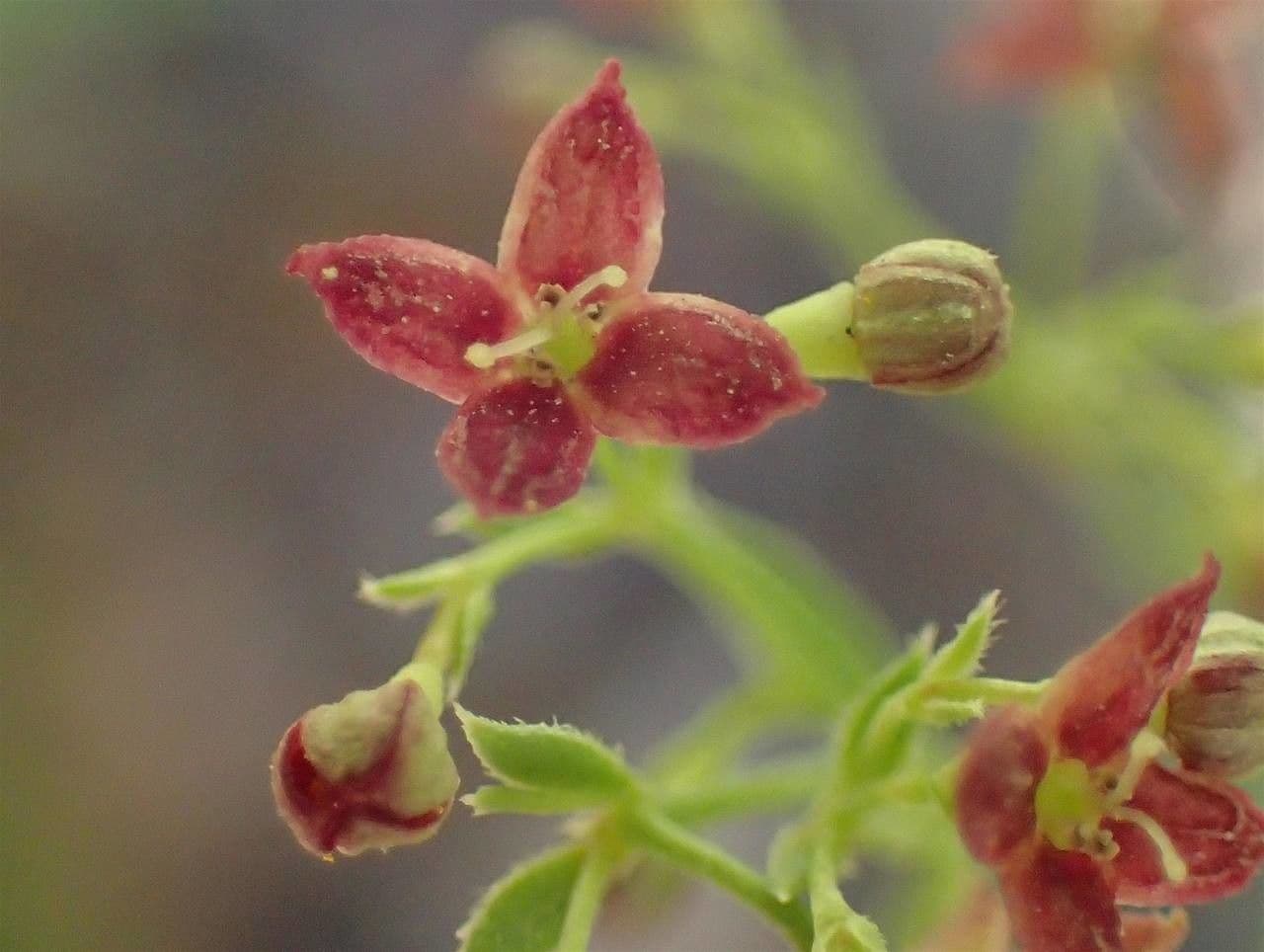 Asperula purpurea 2