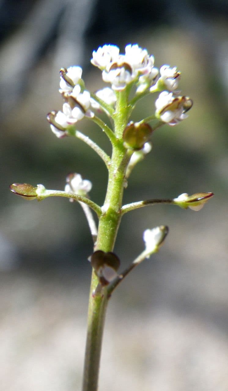 Teesdalia coronopifolia 8