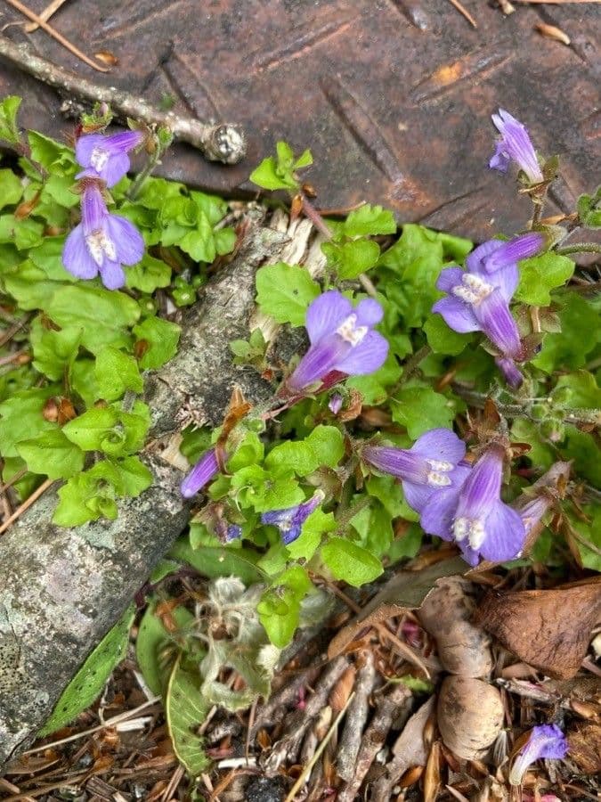 Mazus pumilus 4