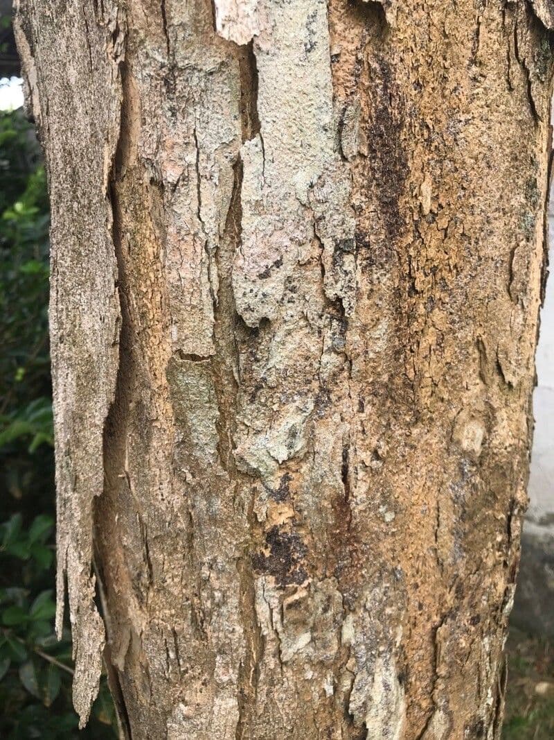 Pterocarpus 11