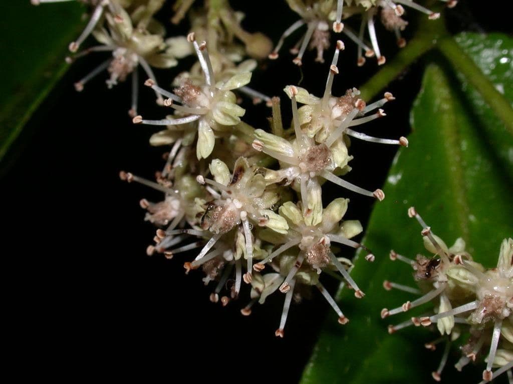 Dichapetalum 3