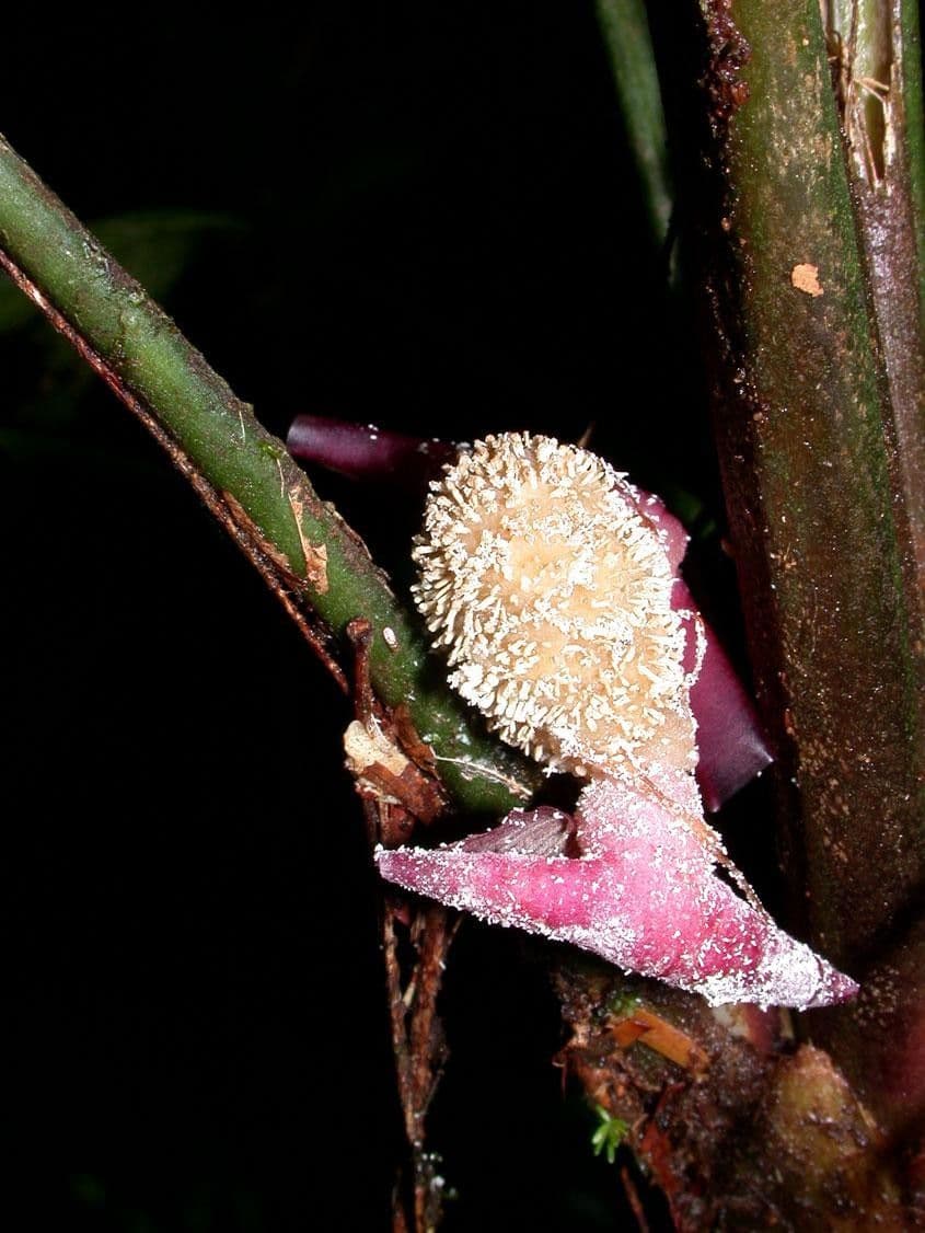 Dicranopygium ombrofilo 2
