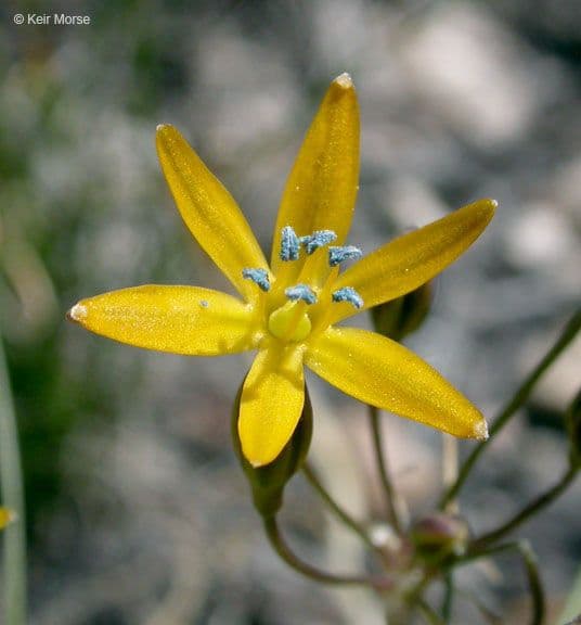 Triteleia 2