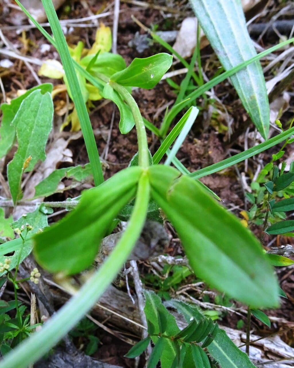 Centaurea minore 16