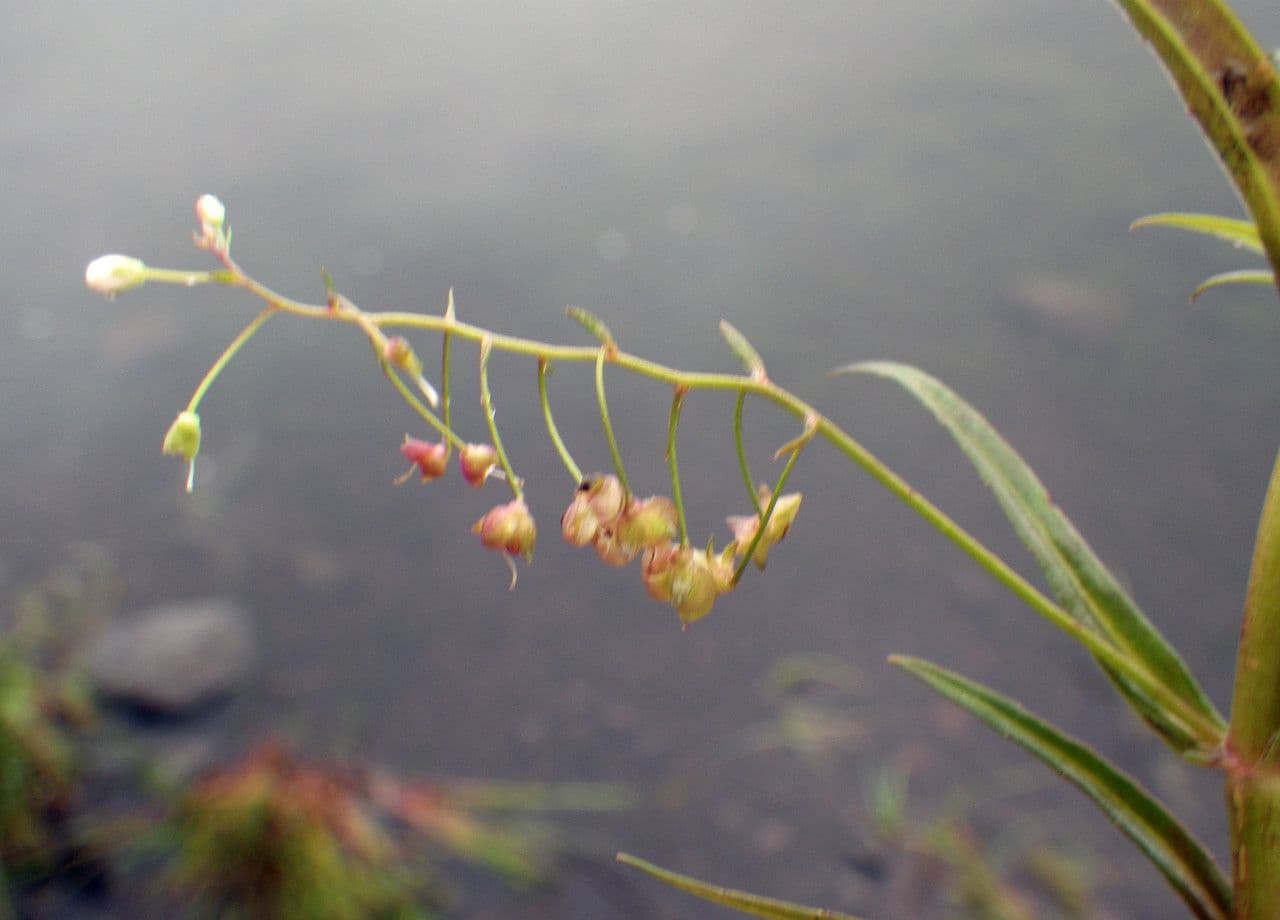 Veronica scudata 2