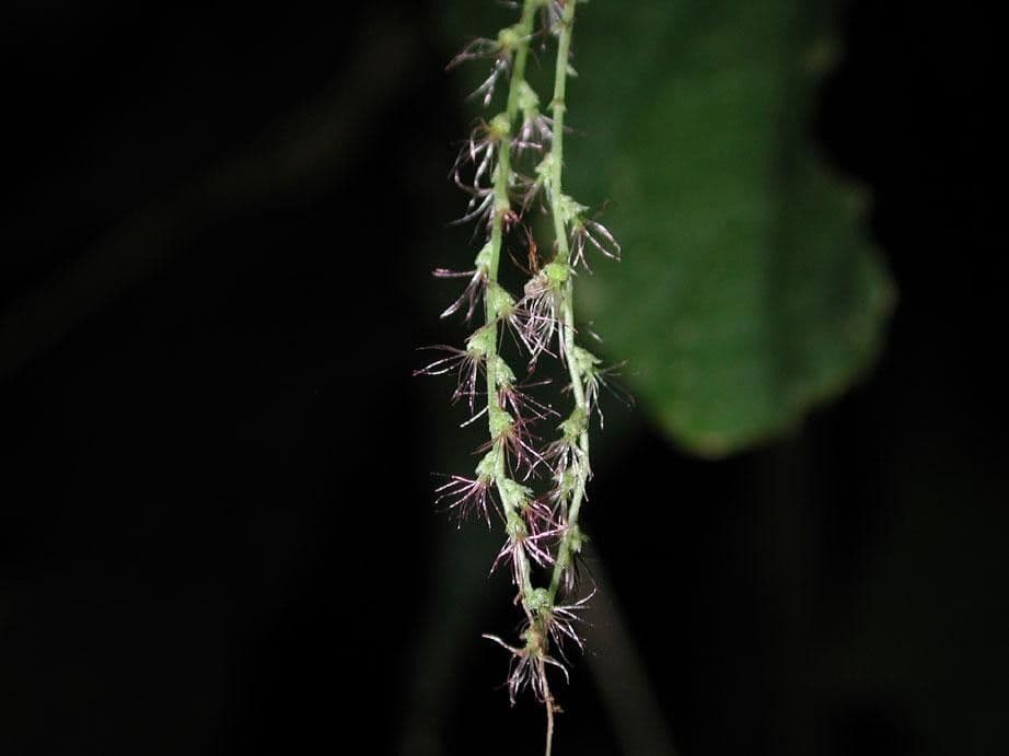 Acalypha villosa