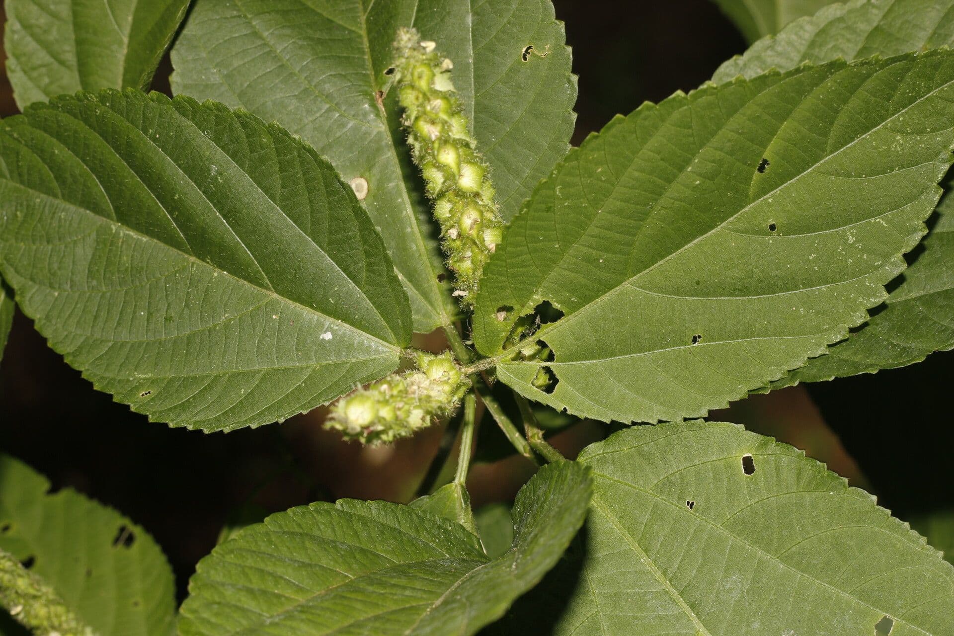 Acalypha schiedeana 5