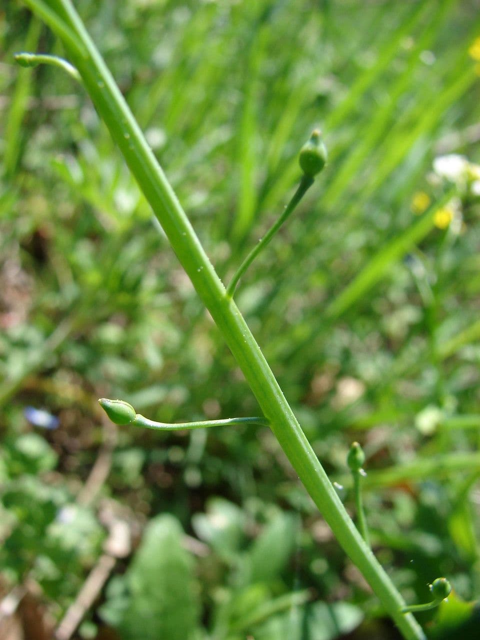 Calepina irregular 24