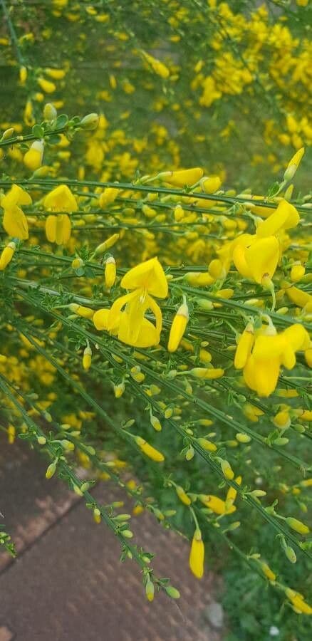 Ginestra 9