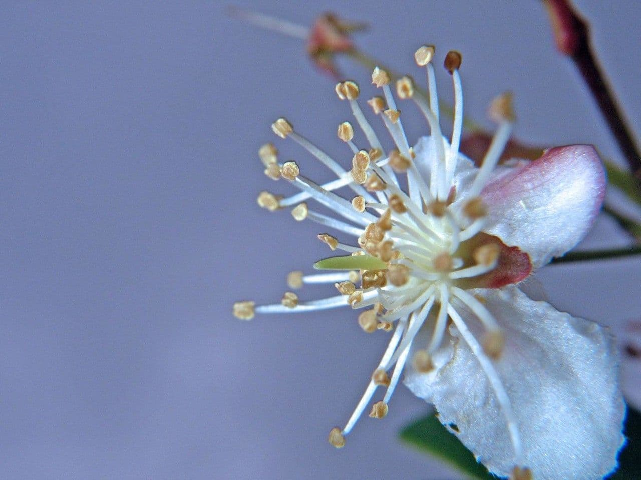 Eugenia biflora 6