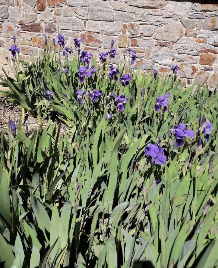 Iris lutescens 14