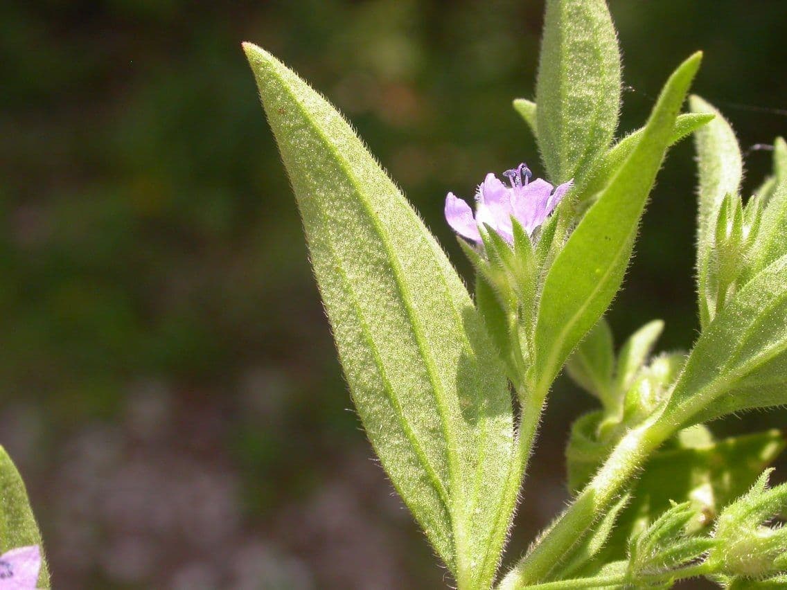 Trichostema 5