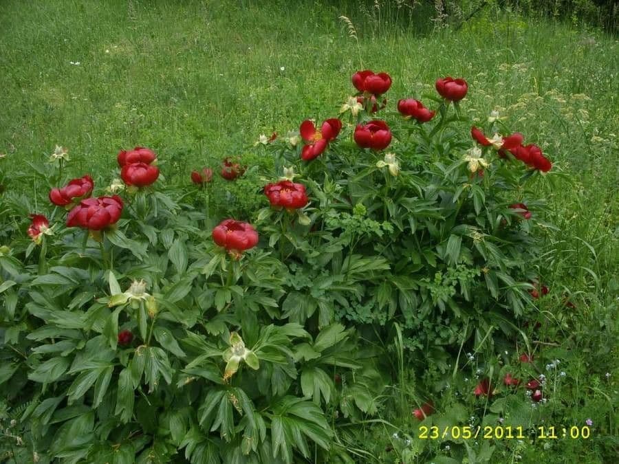 Piwonia czerwonawa 6