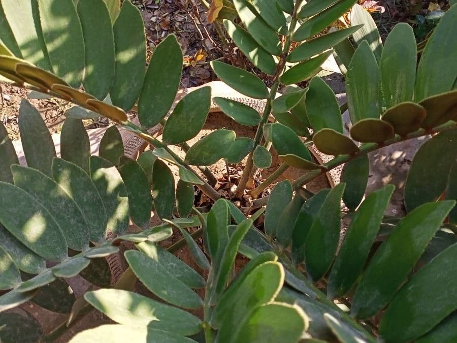 Zamia 16