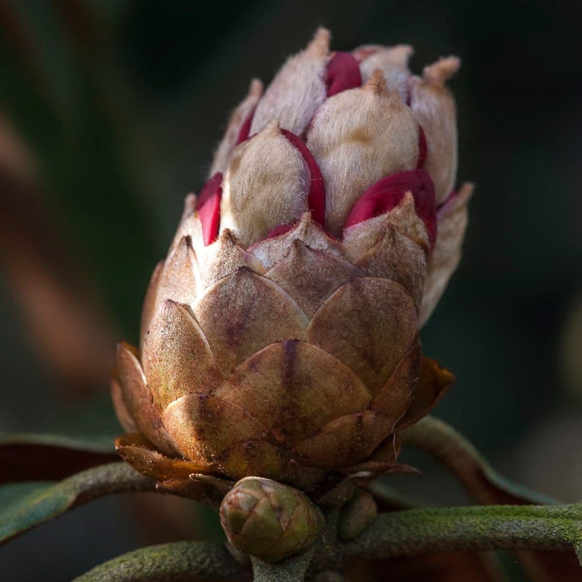 Rododendron stromovit
 27
