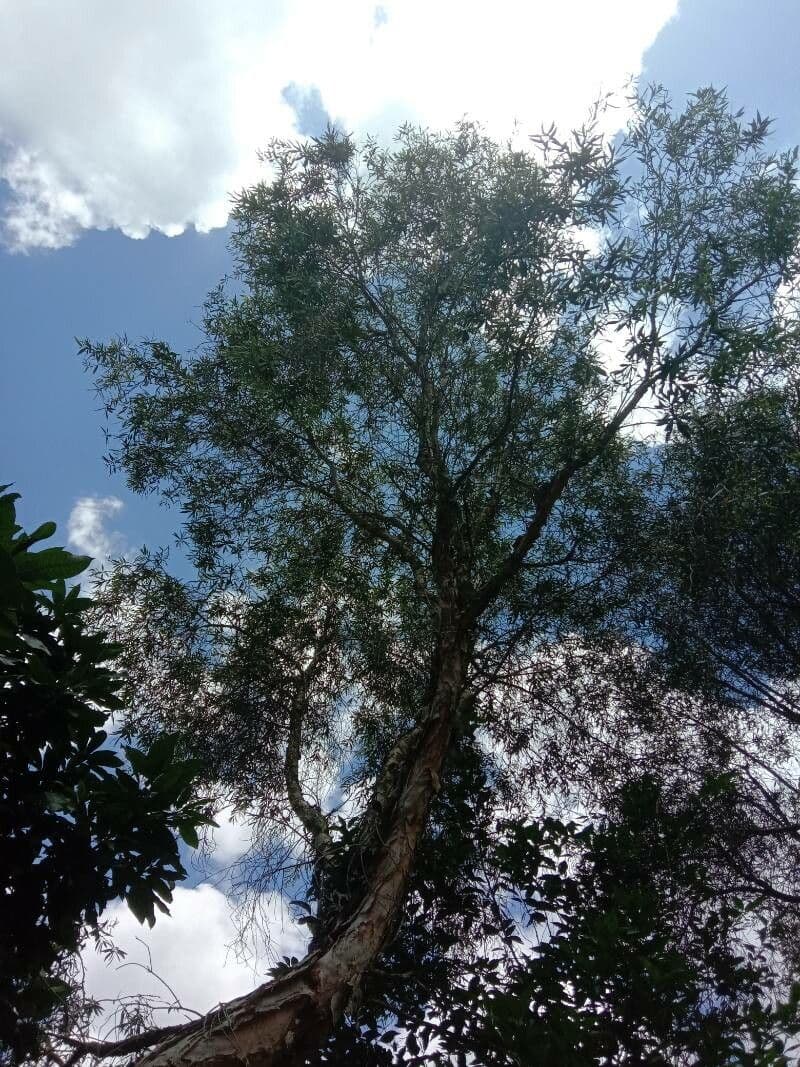 Acacia 11