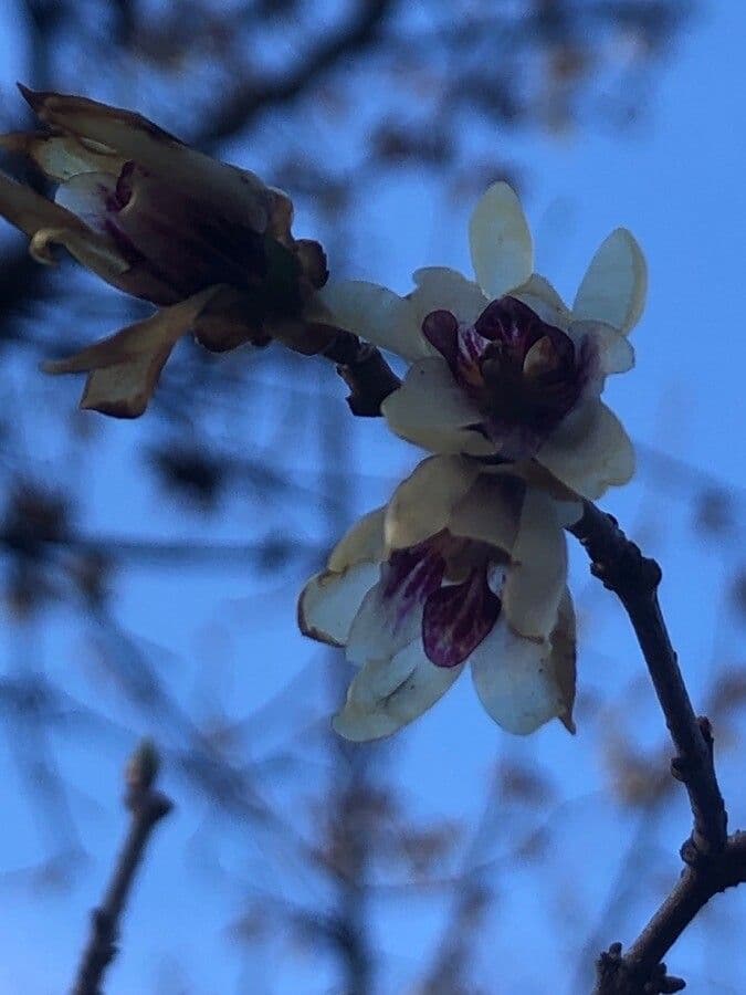 Winterblüte 9
