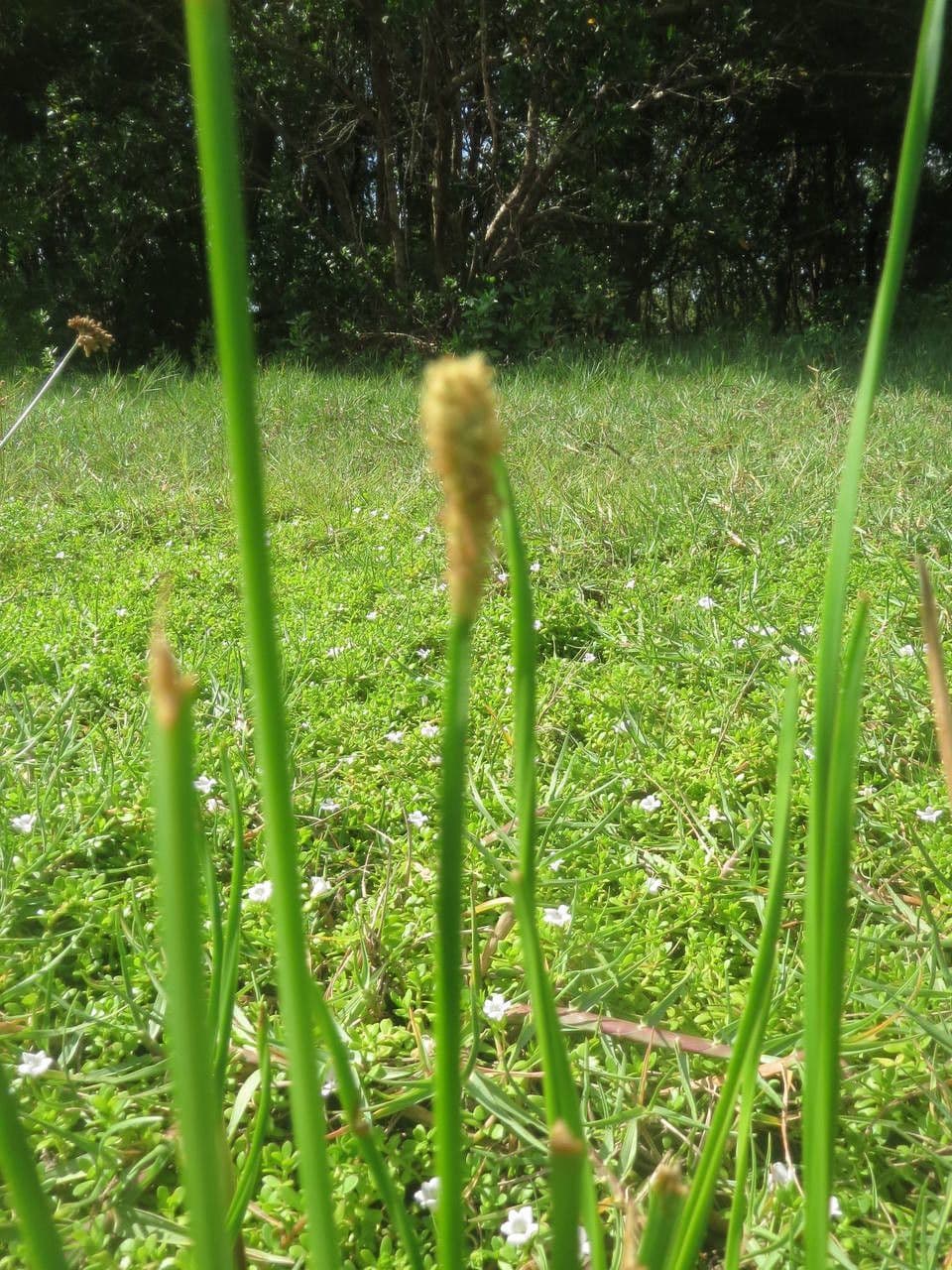Schuppenwalz
