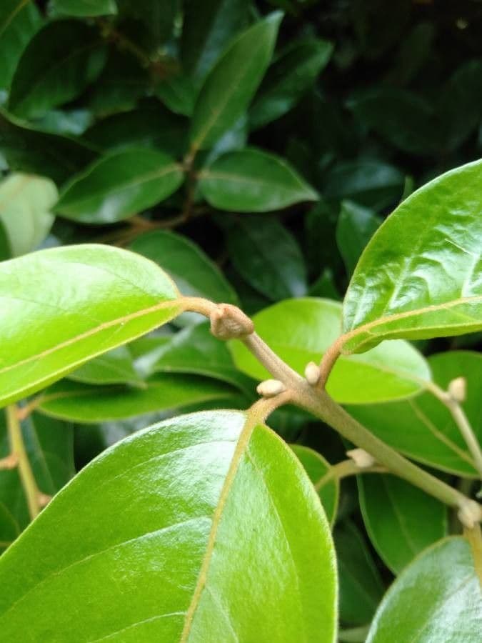 Ocotea 6
