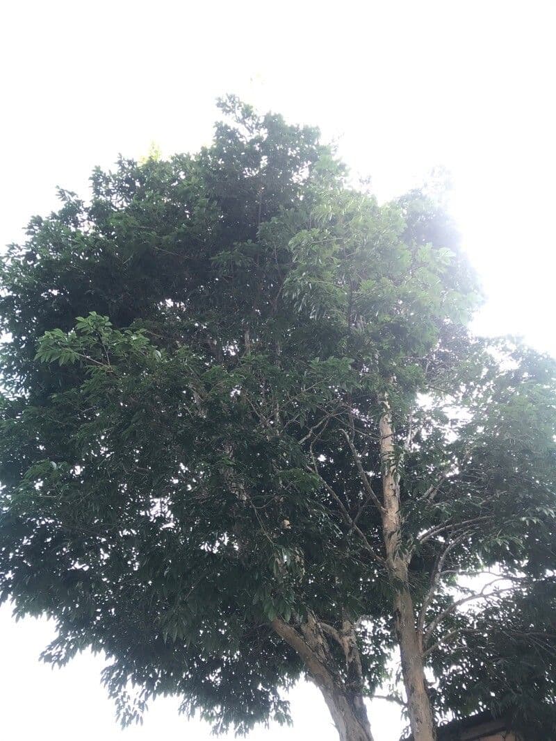Pterocarpus 4