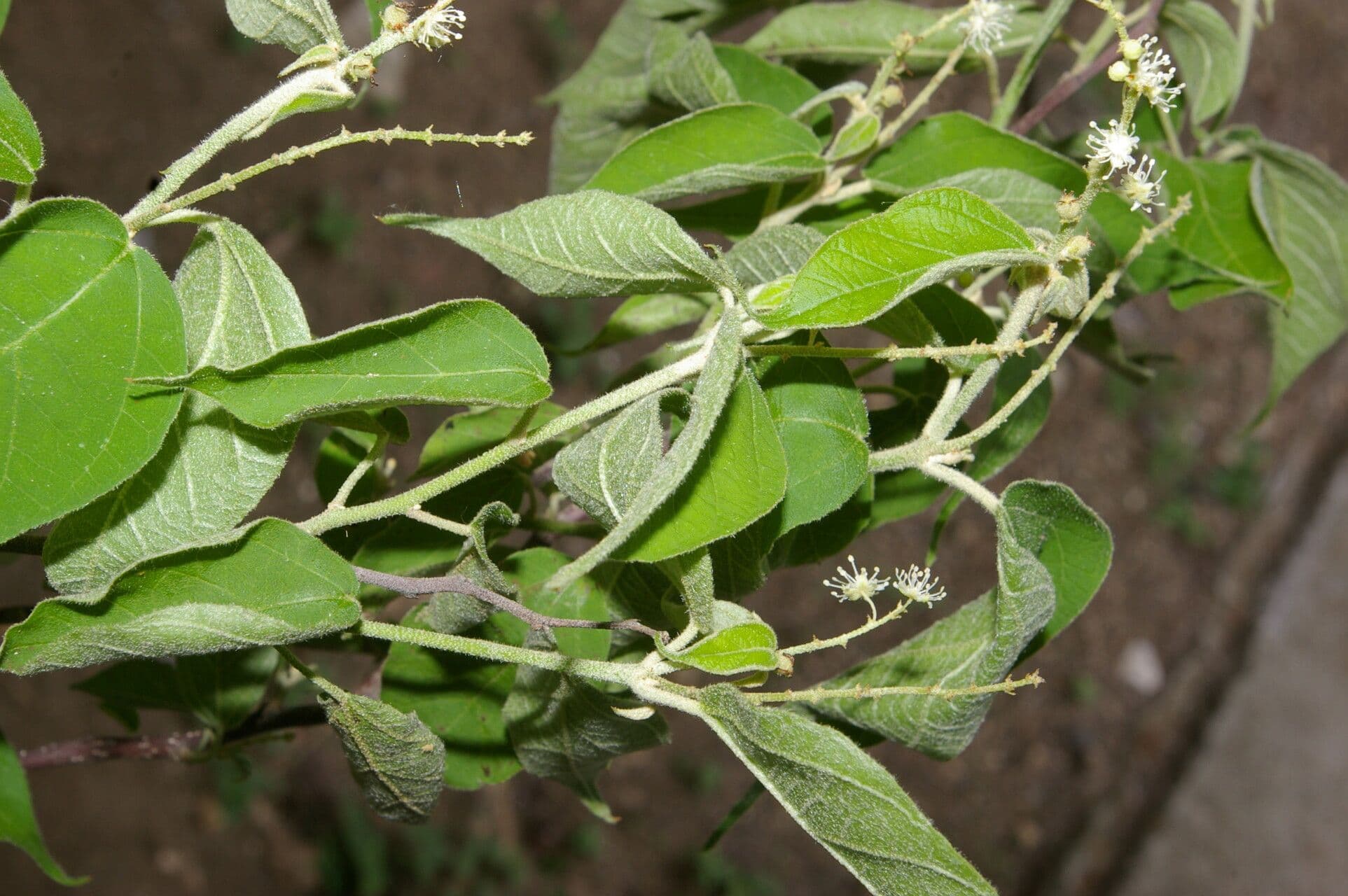 Croton morifolius