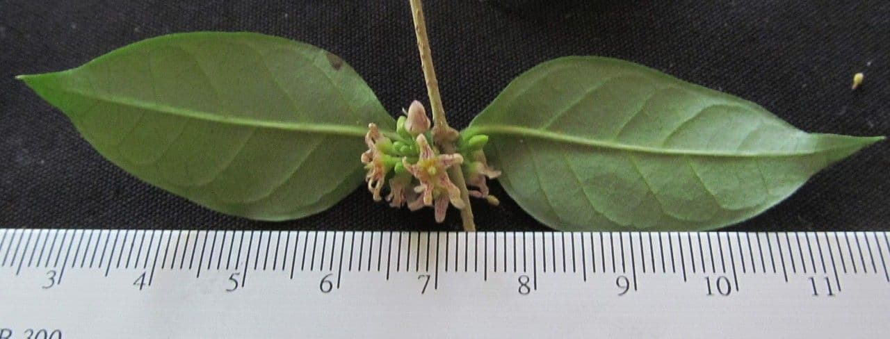 Marsdenia 4