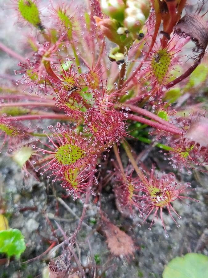 Drosera anglica 14
