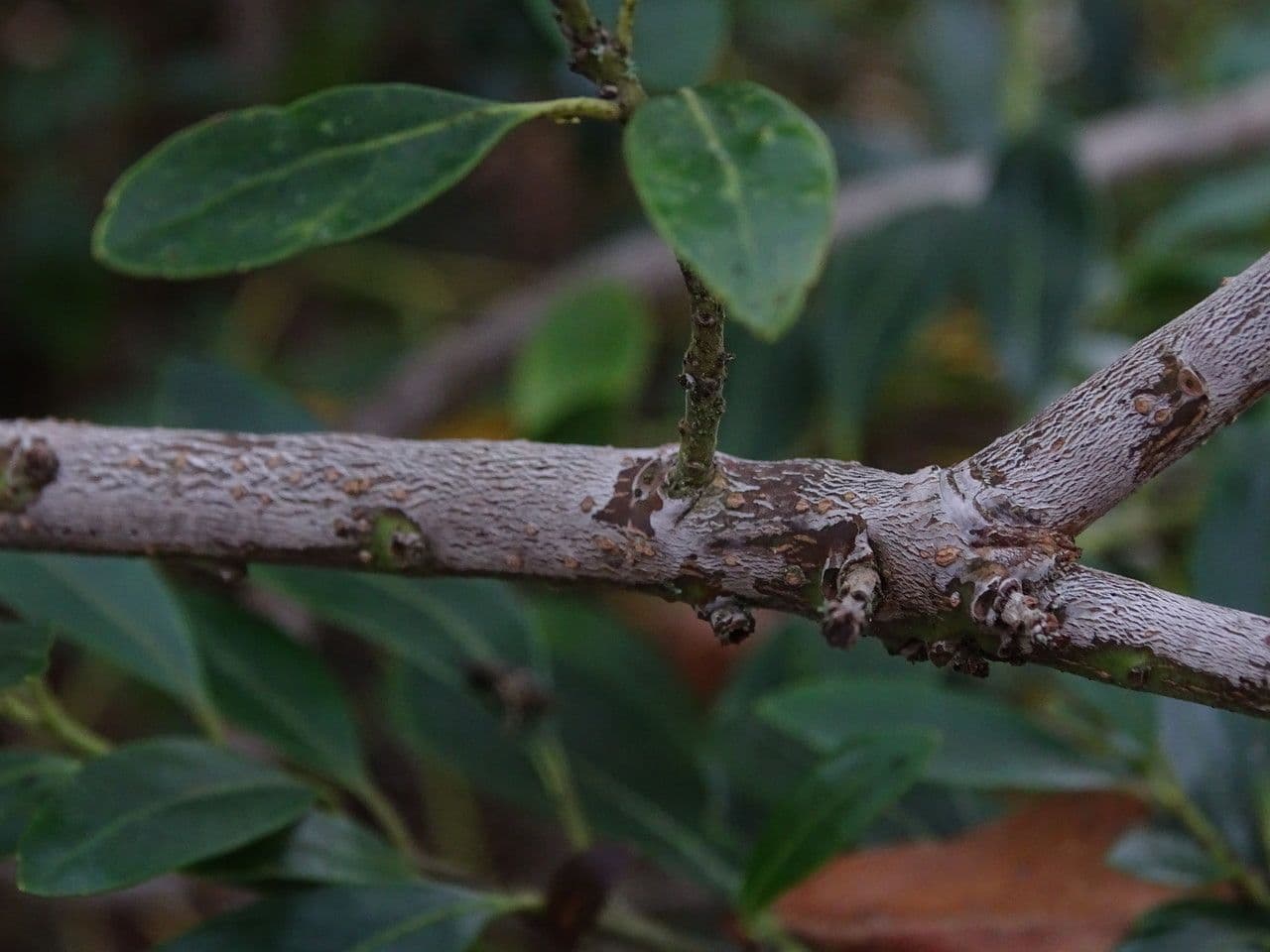 Ilex glabra 21