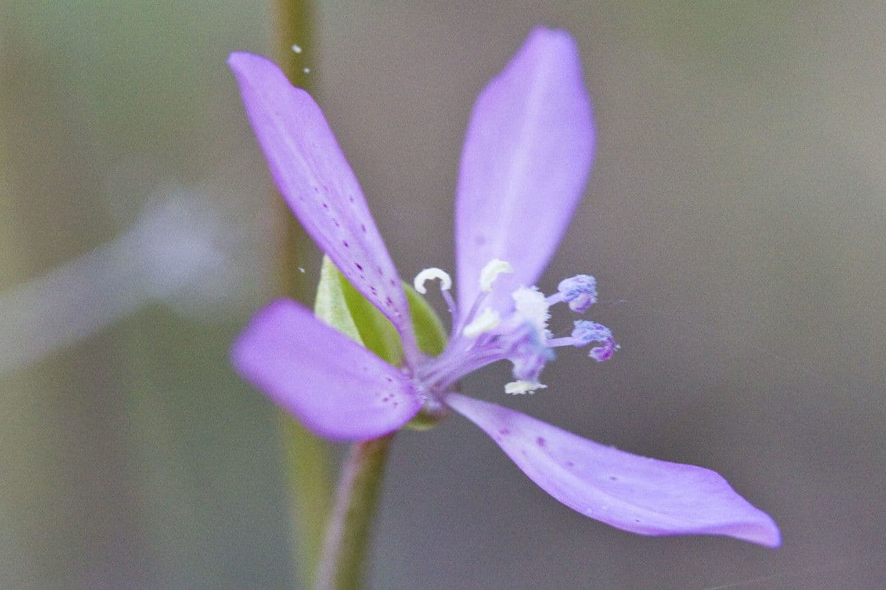 Clarkia modesta 2