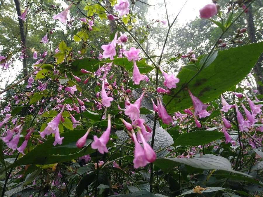 Strobilanthes 2
