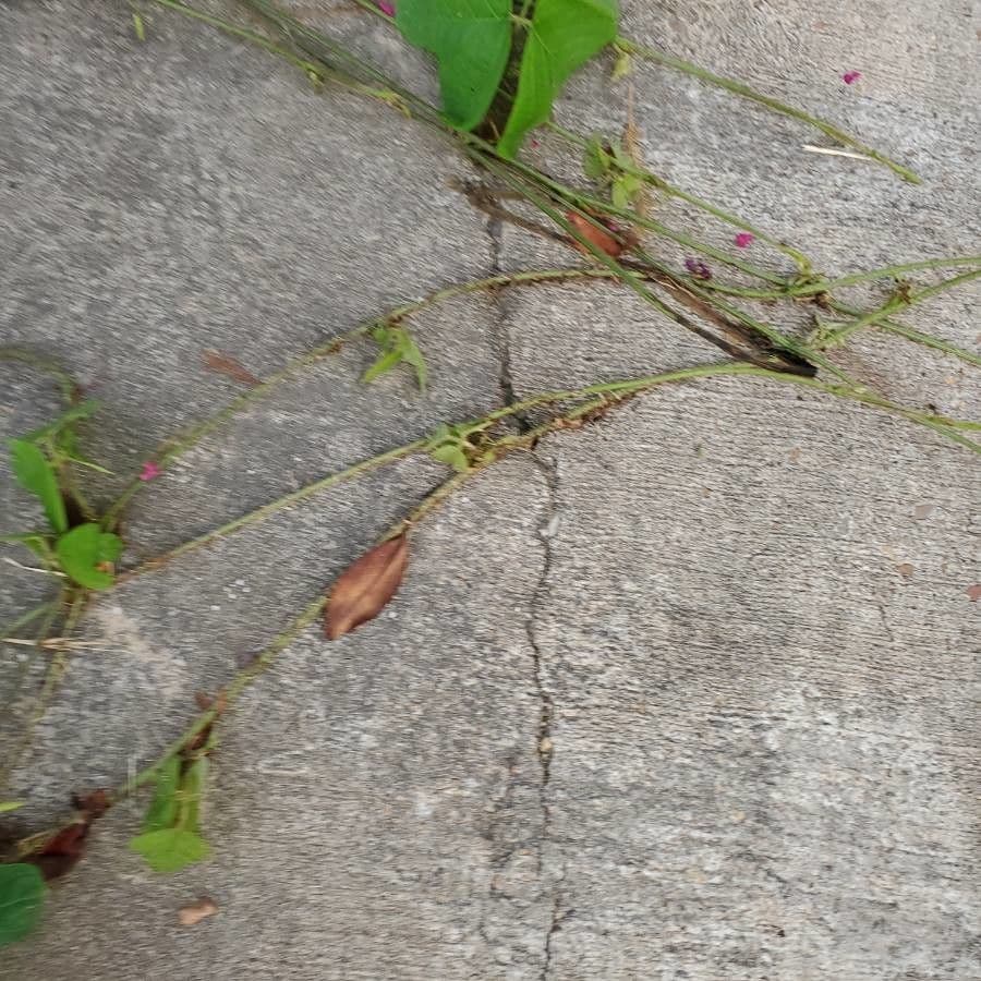 Kudzu 26