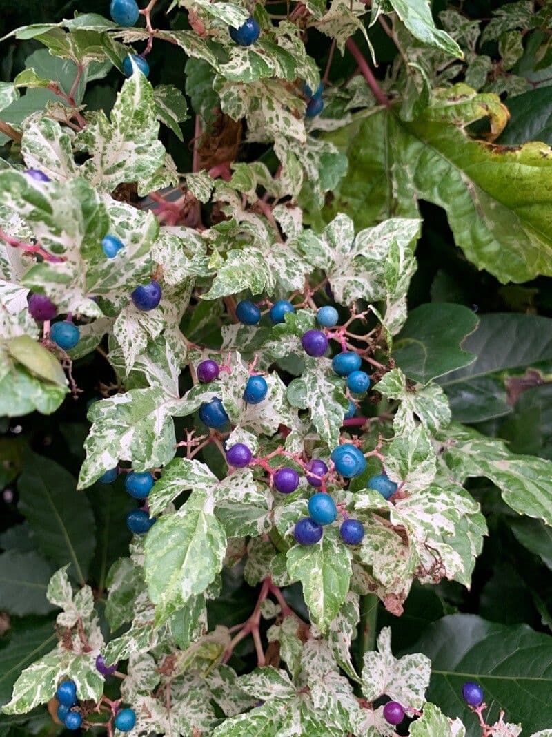 Ampelopsis glandulosa 2