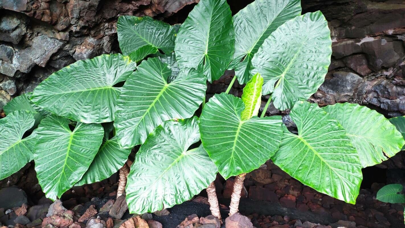 Taro 3