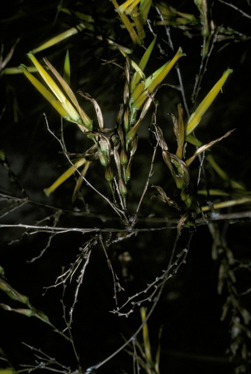 Deuterocohnia 2