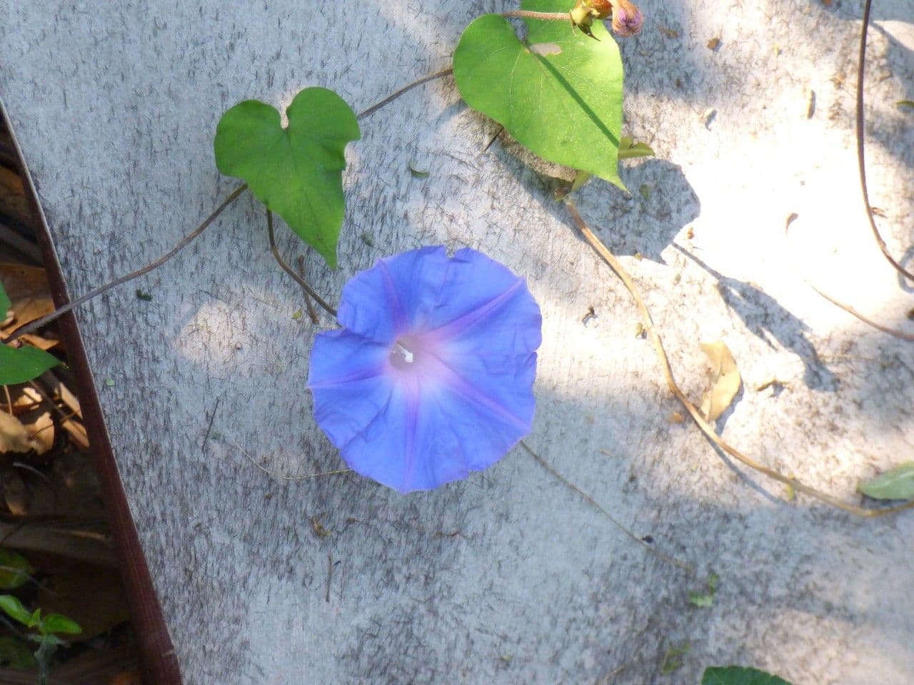 Ipomea azzurra 7