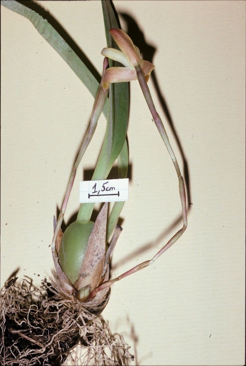 Maxillaria 2