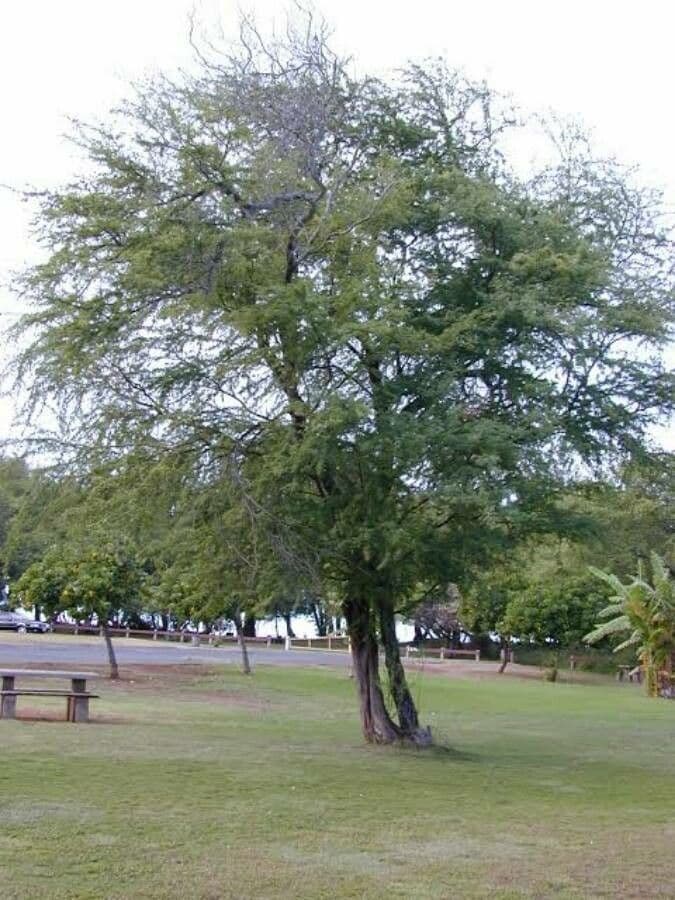 Prosopis 9
