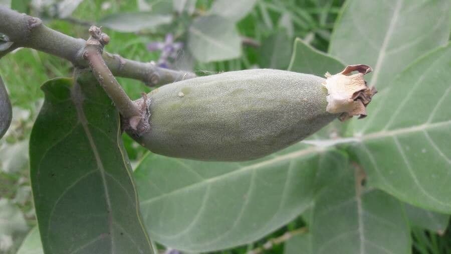 Calotropide gigante 5
